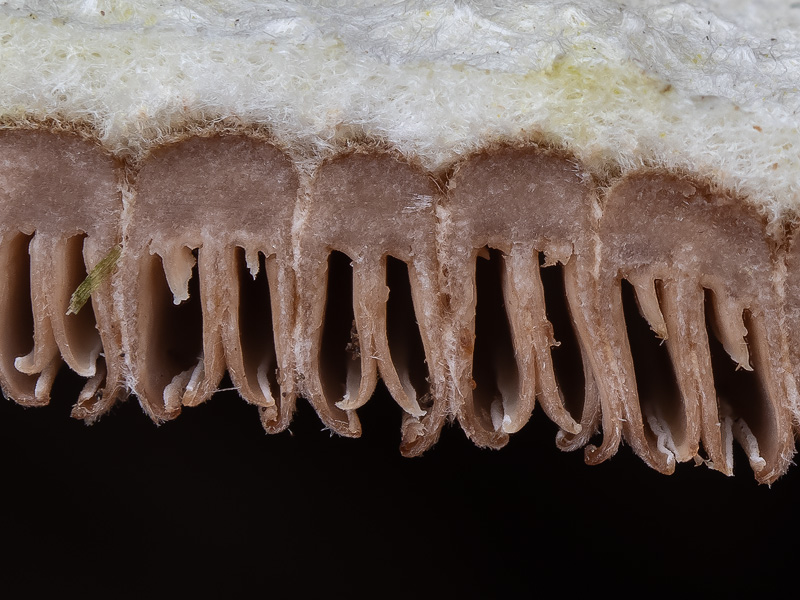 Schizophyllum commune